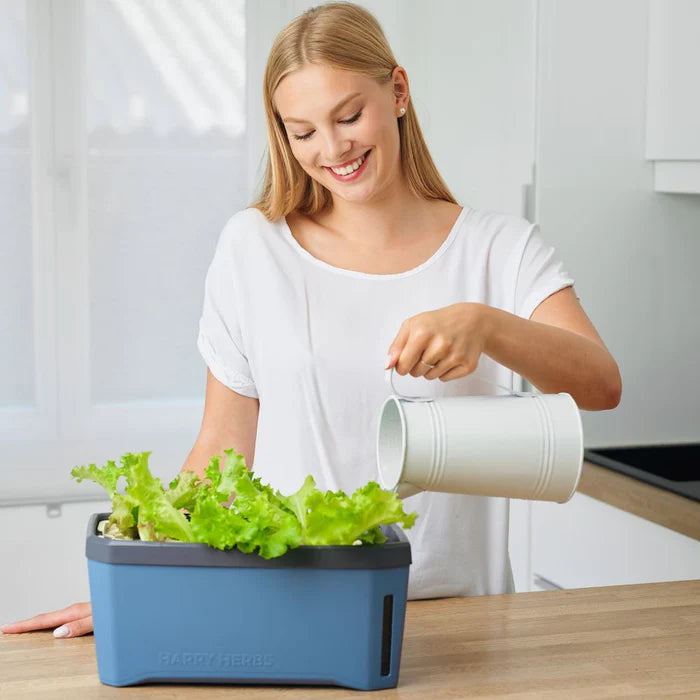 Water geven aan de herbs die zijn gekweekt in Harry herbs kweekbak