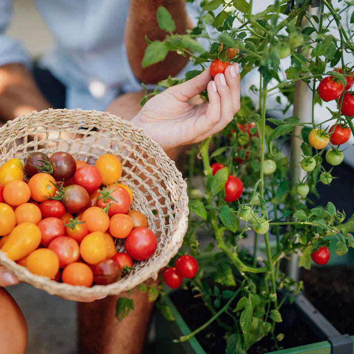 Uw eigen zomerse tomaten met deze kweekbak