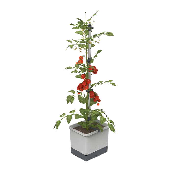 Tom Tomato kweekbak met grootte waterreservoir