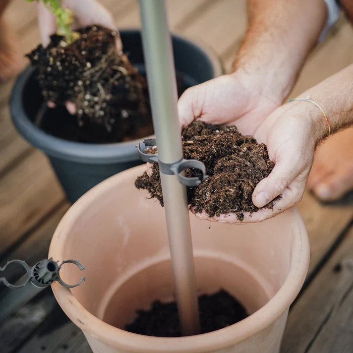 Tomaten planten in pot met tomaten buddy