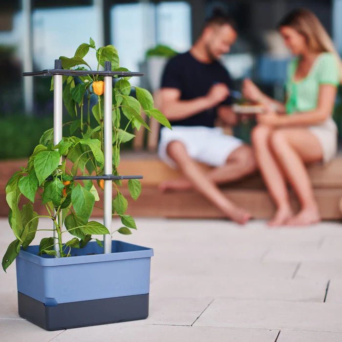 Charly Chili - Chilipot met Watertank en Klimsysteem - Lariwo