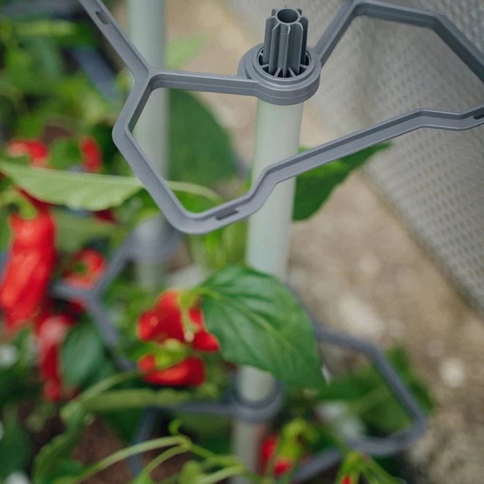 Charly Chili - Chilipot met Watertank en Klimsysteem - Lariwo