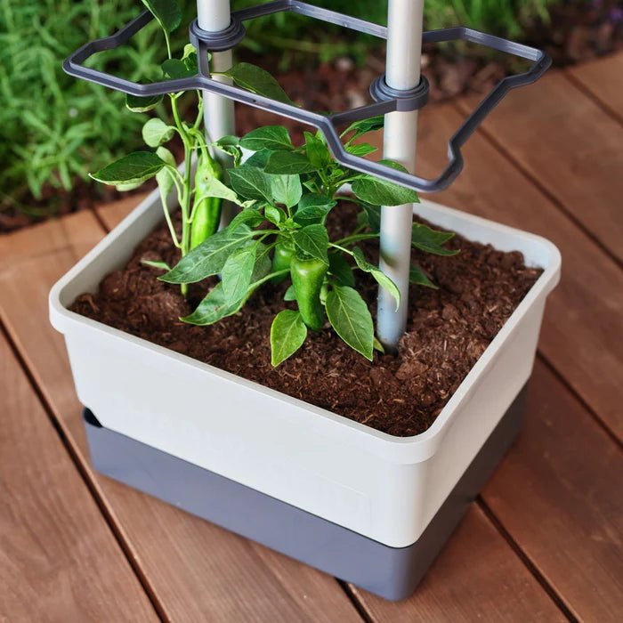 Charly Chili - Chilipot met Watertank en Klimsysteem - Lariwo