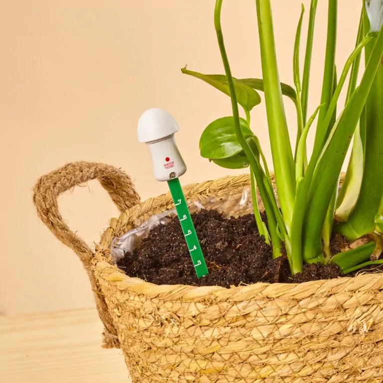 Planten Thirsty Light - Lariwo