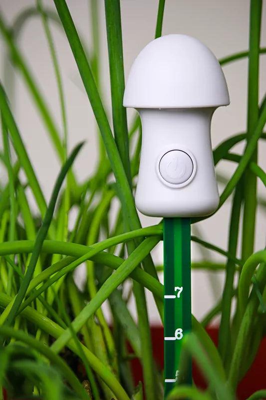Planten Thirsty Light - Lariwo