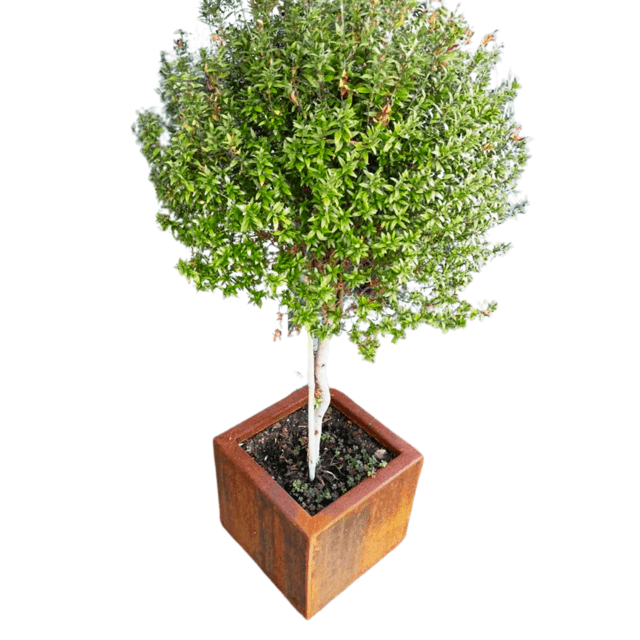 Cortenstaal Plantenbak Vierkant - Lariwo