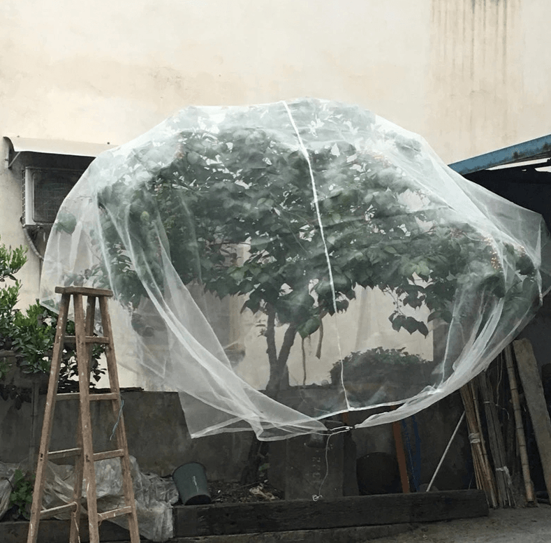 deze fruitboom is ingepakt met anti insecten net om de vruchten te beschermen