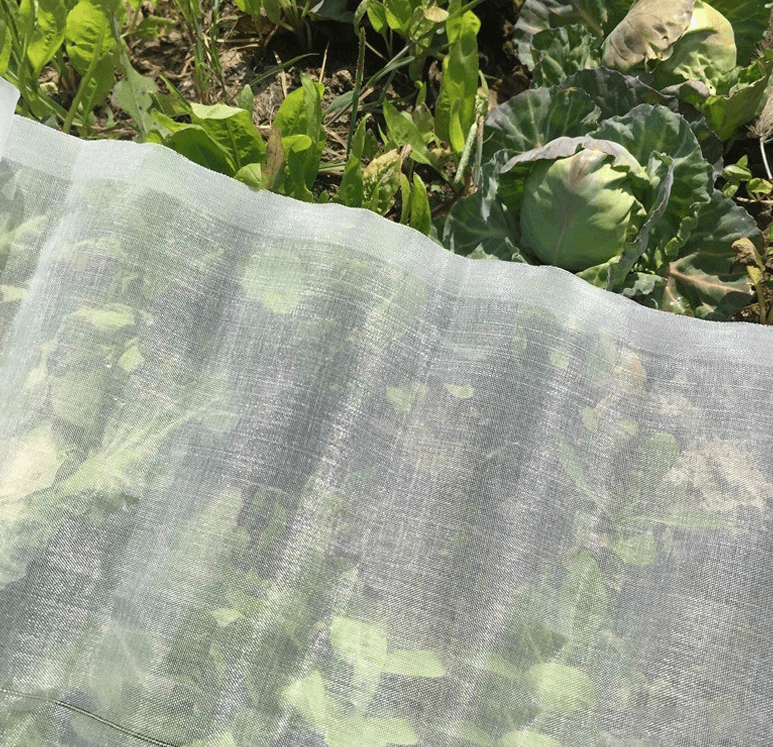 voorbeeld van het anti insecten net naast groente