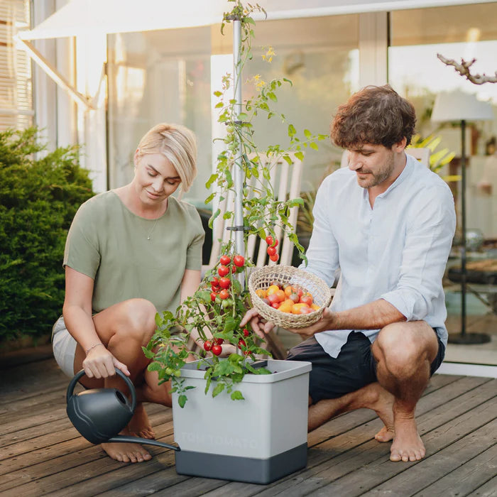 Samen tomaten oogsten