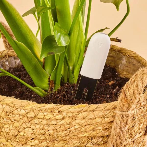 Bluetooth 4 in 1 plant care monitor - Lariwo